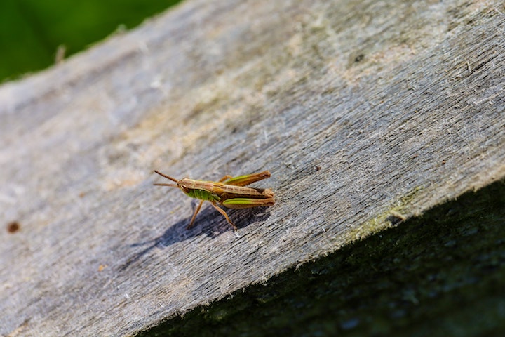 Small cricket