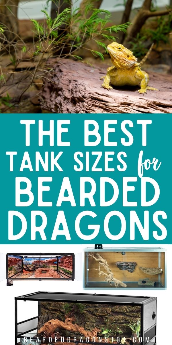 The Best Bearded Dragon Tank Sizes - pin for Pinterest