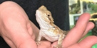 Holding Yoshi as a baby bearded dragon