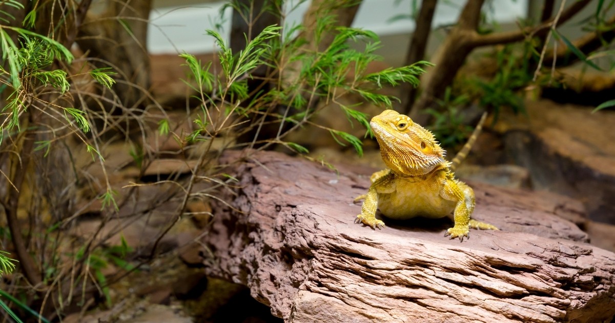 Bearded dragon in a large tank